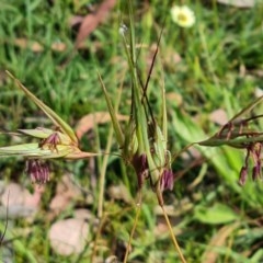 Themeda triandra (Kangaroo Grass) at Symonston, ACT - 27 Nov 2020 by Mike