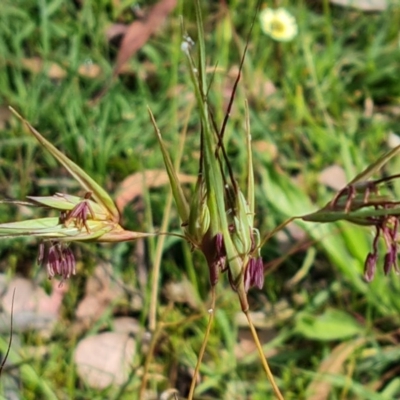 Themeda triandra (Kangaroo Grass) at Isaacs Ridge Offset Area - 27 Nov 2020 by Mike