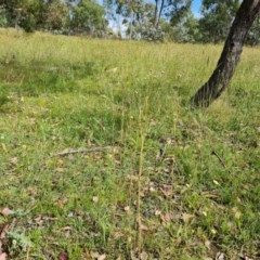 Themeda triandra at Symonston, ACT - 27 Nov 2020