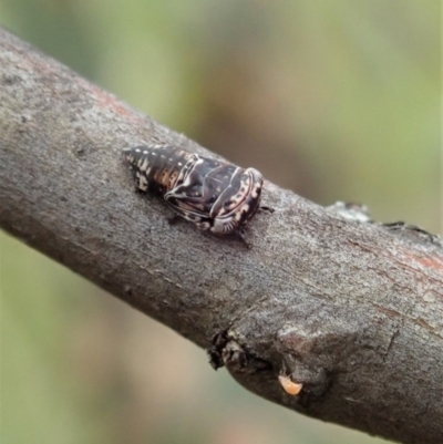 Eurymelinae (subfamily) (Unidentified eurymeline leafhopper) at Symonston, ACT - 24 Nov 2020 by CathB
