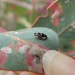 Eurymelinae (subfamily) at Symonston, ACT - suppressed