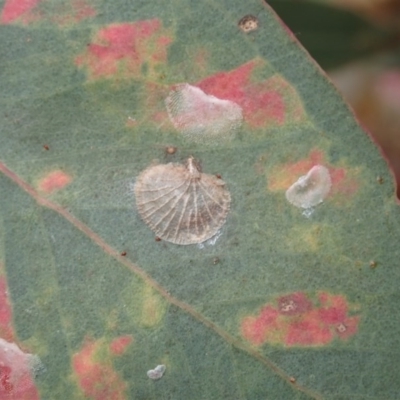 Creiis costatus (A lerp of eucalypts) at Symonston, ACT - 25 Nov 2020 by CathB