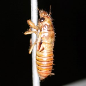 Yoyetta sp. (genus) at O'Connor, ACT - 26 Nov 2020