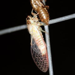 Yoyetta sp. (genus) at O'Connor, ACT - 26 Nov 2020