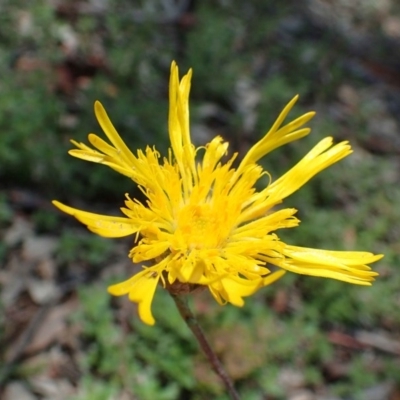 Podolepis decipiens (A Copper-wire Daisy) at Bruce, ACT - 23 Nov 2020 by RWPurdie