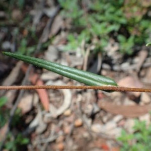 Podolepis decipiens at suppressed - suppressed