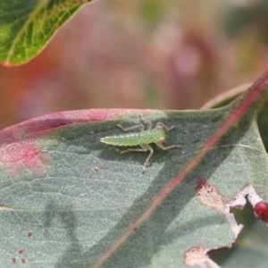 Cicadellidae (family) at Symonston, ACT - suppressed