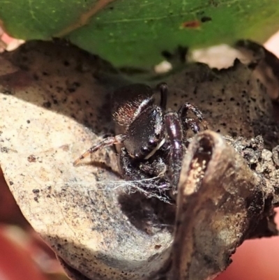 Simaethula sp. (genus) (A jumping spider) at Symonston, ACT - 25 Nov 2020 by CathB