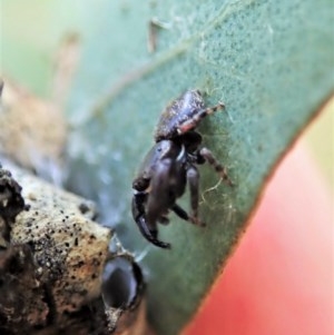 Simaethula sp. (genus) at Symonston, ACT - 25 Nov 2020