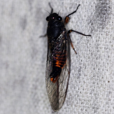 Yoyetta robertsonae (Clicking Ambertail) at O'Connor, ACT - 26 Nov 2020 by ibaird