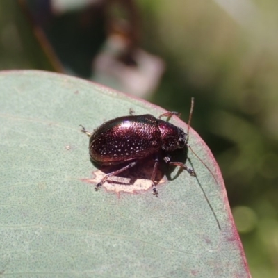 Edusella sp. (genus) (A leaf beetle) at Holt, ACT - 26 Nov 2020 by CathB