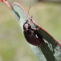 Edusella sp. (genus) at Holt, ACT - 27 Nov 2020 12:11 AM