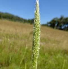 Deyeuxia quadriseta (Reed Bent) at Yass River, NSW - 28 Nov 2020 by SenexRugosus