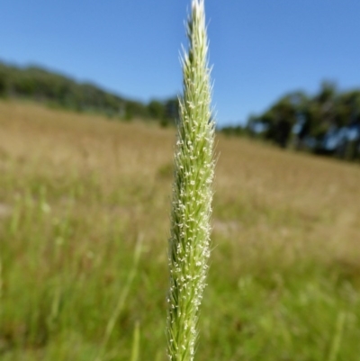 Deyeuxia quadriseta (Reed Bent) at Yass River, NSW - 28 Nov 2020 by SenexRugosus