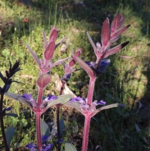 Ajuga australis at Conder, ACT - 19 Oct 2020