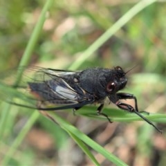 Yoyetta timothyi at Cook, ACT - 23 Nov 2020