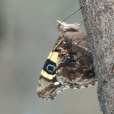 Vanessa itea (Yellow Admiral) at Theodore, ACT - 19 Oct 2020 by michaelb