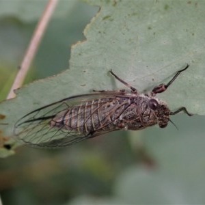 Atrapsalta furcilla at Cook, ACT - 22 Nov 2020