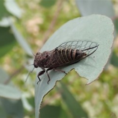 Atrapsalta furcilla at Cook, ACT - 22 Nov 2020