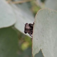 Atrapsalta furcilla at Cook, ACT - 22 Nov 2020