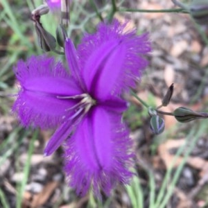 Thysanotus tuberosus subsp. tuberosus at Campbell, ACT - 27 Nov 2020 09:52 PM