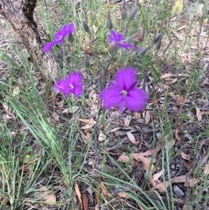 Thysanotus tuberosus subsp. tuberosus at Campbell, ACT - 27 Nov 2020 09:52 PM