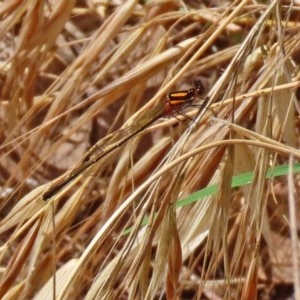 Nososticta solida at Fyshwick, ACT - 27 Nov 2020