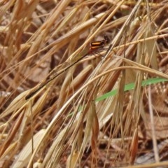 Nososticta solida at Fyshwick, ACT - 27 Nov 2020