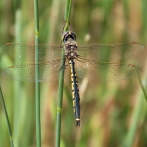 Hemicordulia tau at Fyshwick, ACT - 26 Nov 2020