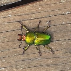 Lamprima aurata (Golden stag beetle) at Cook, ACT - 27 Nov 2020 by LuluBird