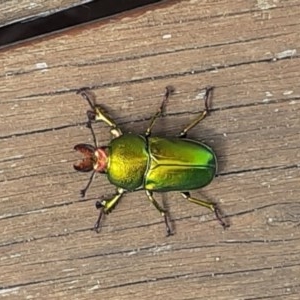 Lamprima aurata at Cook, ACT - 27 Nov 2020