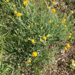 Chrysocephalum apiculatum (Common Everlasting) at Delegate, NSW - 31 Oct 2020 by BlackFlat