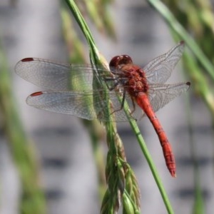 Diplacodes bipunctata at Fyshwick, ACT - 26 Nov 2020