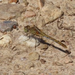 Diplacodes bipunctata at Fyshwick, ACT - 26 Nov 2020