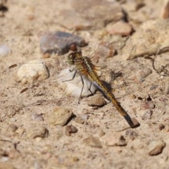 Diplacodes bipunctata at Fyshwick, ACT - 26 Nov 2020