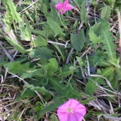 Convolvulus angustissimus subsp. angustissimus (Australian Bindweed) at Delegate, NSW - 1 Nov 2020 by BlackFlat