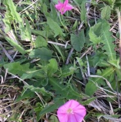 Convolvulus angustissimus subsp. angustissimus (Australian Bindweed) at Delegate, NSW - 31 Oct 2020 by BlackFlat