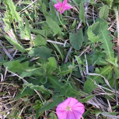 Convolvulus angustissimus subsp. angustissimus (Australian Bindweed) at Delegate, NSW - 1 Nov 2020 by BlackFlat