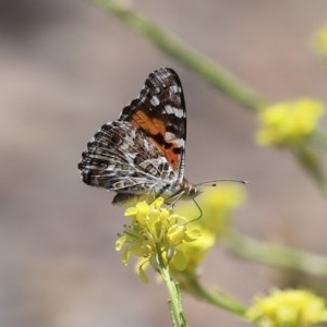 Vanessa kershawi at Fyshwick, ACT - 27 Nov 2020 12:46 AM