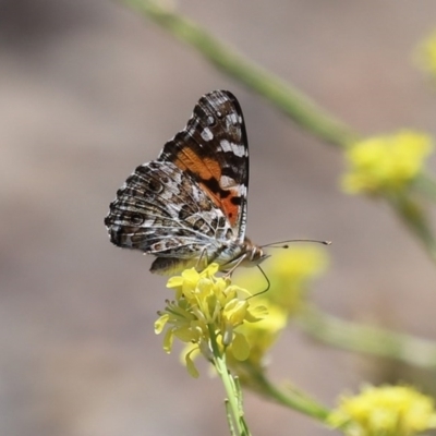 Vanessa kershawi (Australian Painted Lady) at Fyshwick, ACT - 26 Nov 2020 by RodDeb