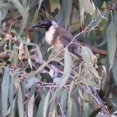Philemon corniculatus (Noisy Friarbird) at Wodonga - 27 Nov 2020 by Kyliegw