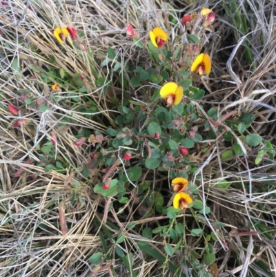 Bossiaea prostrata (Creeping Bossiaea) at Delegate, NSW - 31 Oct 2020 by BlackFlat