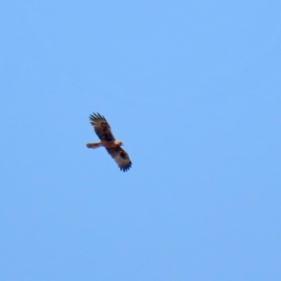 Hieraaetus morphnoides (Little Eagle) at Fyshwick, ACT - 26 Nov 2020 by RodDeb