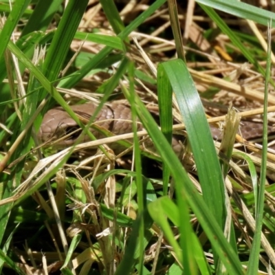 Pseudonaja textilis (Eastern Brown Snake) at Fyshwick, ACT - 26 Nov 2020 by RodDeb