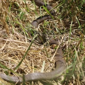 Pseudonaja textilis at Fyshwick, ACT - 27 Nov 2020