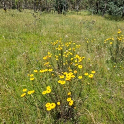 Xerochrysum viscosum (Sticky Everlasting) at Isaacs Ridge Offset Area - 27 Nov 2020 by Mike