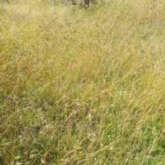 Themeda triandra (Kangaroo Grass) at Jerrabomberra, ACT - 27 Nov 2020 by Mike