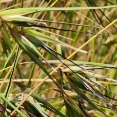 Themeda triandra at Jerrabomberra, ACT - 27 Nov 2020 11:23 PM