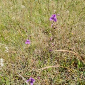 Arthropodium fimbriatum at Jerrabomberra, ACT - 27 Nov 2020