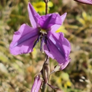 Arthropodium fimbriatum at Jerrabomberra, ACT - 27 Nov 2020 11:15 PM